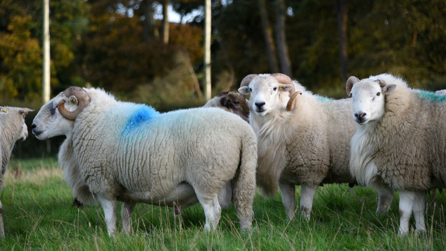 Welsh mountain hill rams