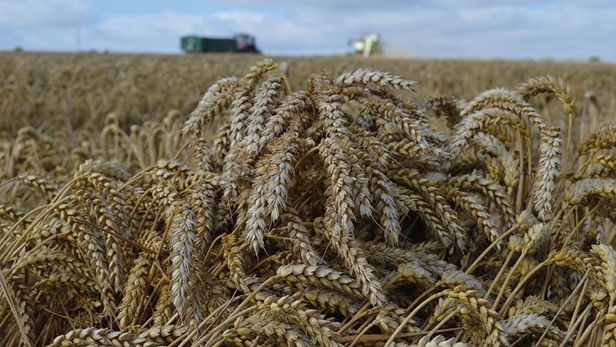 wheat harvest