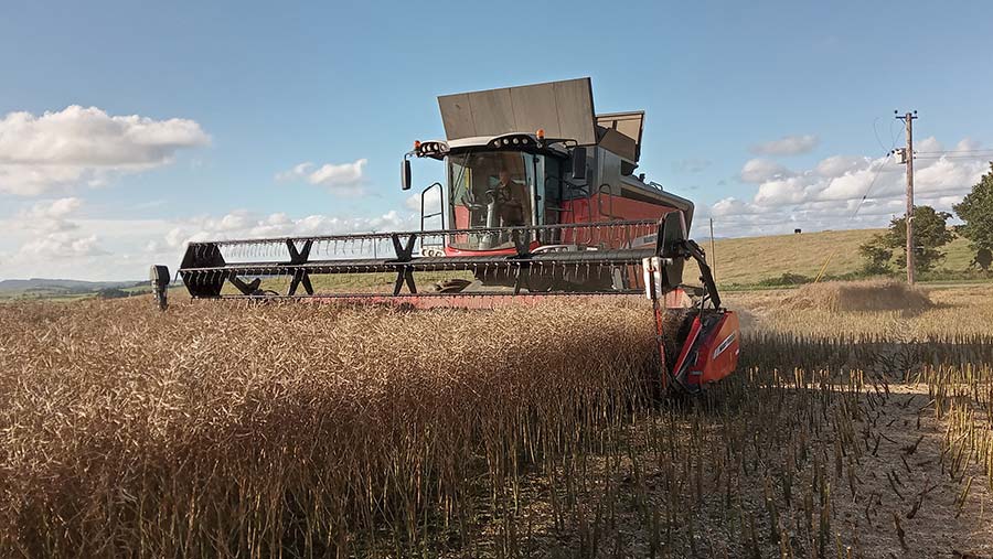 Harvesting oilseed rape