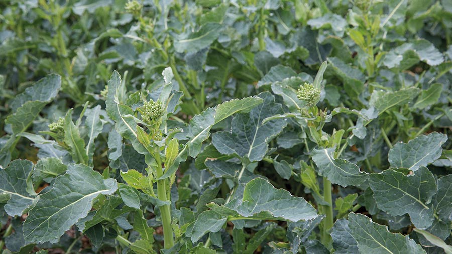 OSR into bud