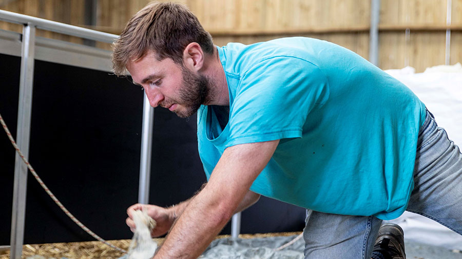 Photo of the Week: Dorset sheep wool perfect for winter jumpers - Vimarsana News