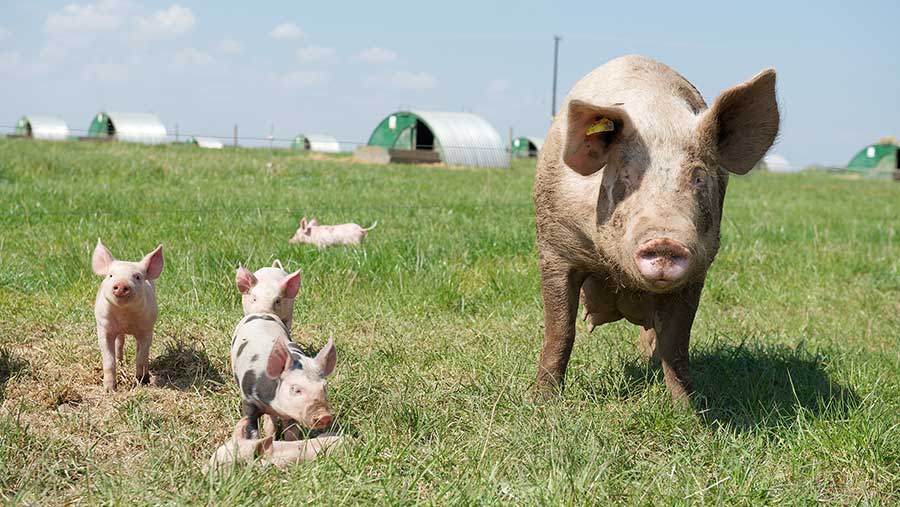 Sow and piglets in field