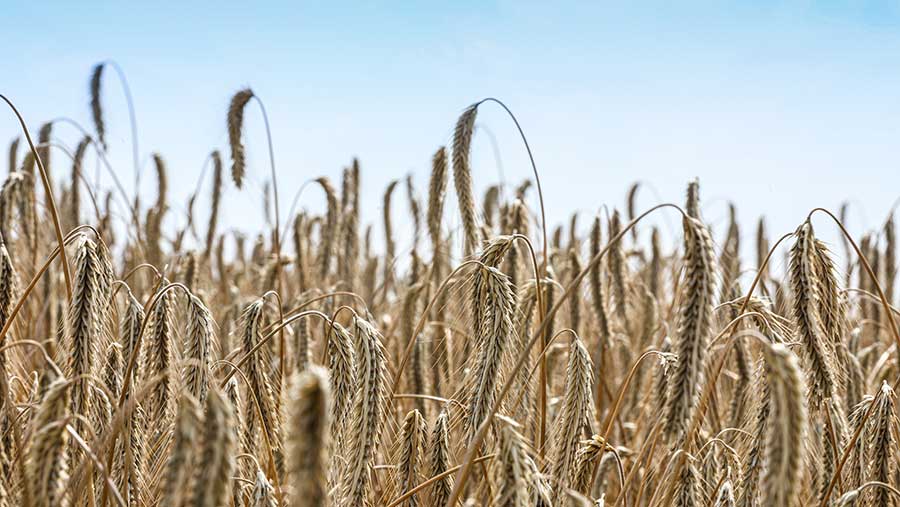 Rye growing