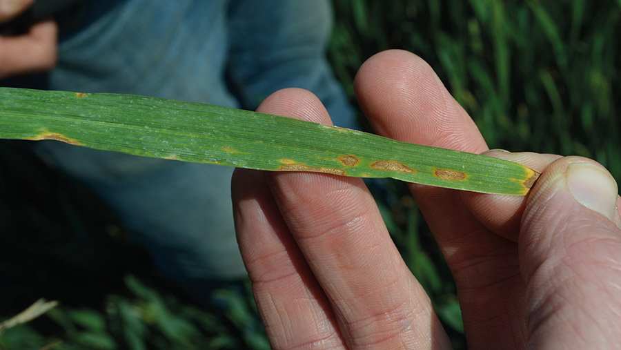 Septoria on young wheat leaf