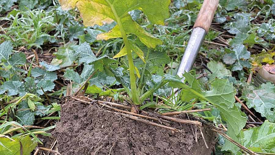 Healthy soil on the estate