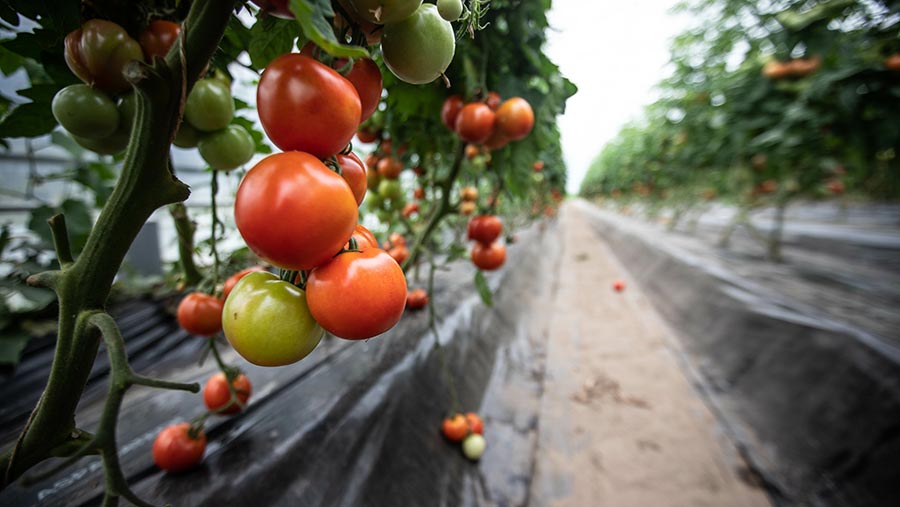 La France dévoile un fonds de 200 millions d’euros pour les fruits et légumes cultivés localement