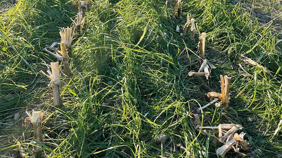 Grass between rows of maize stubble