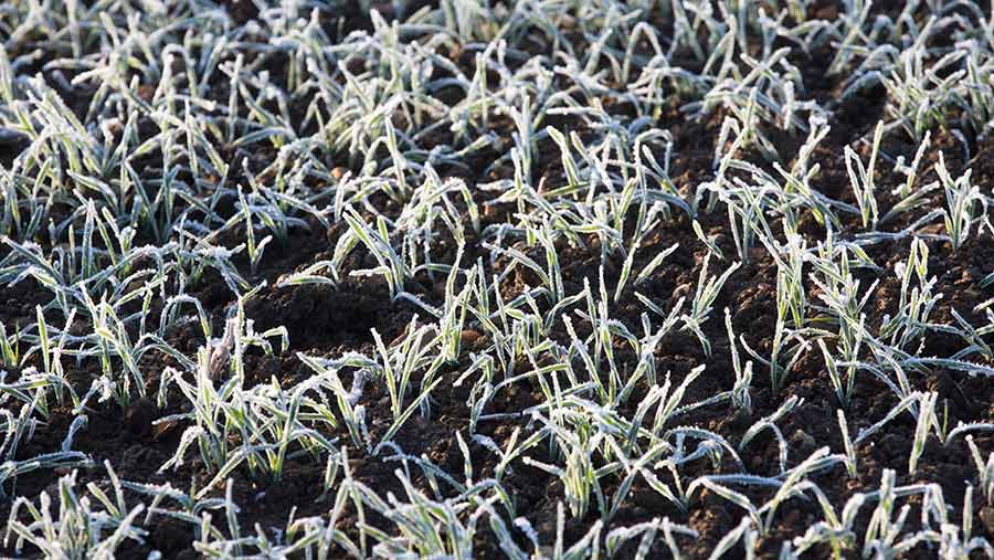 Crop Watch: Frost-lift and pest problems but not much warmth - Farmers  Weekly