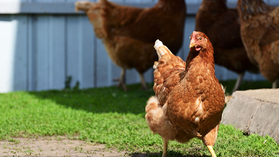 All poultry to be registered under new government plans - Farmers Weekly