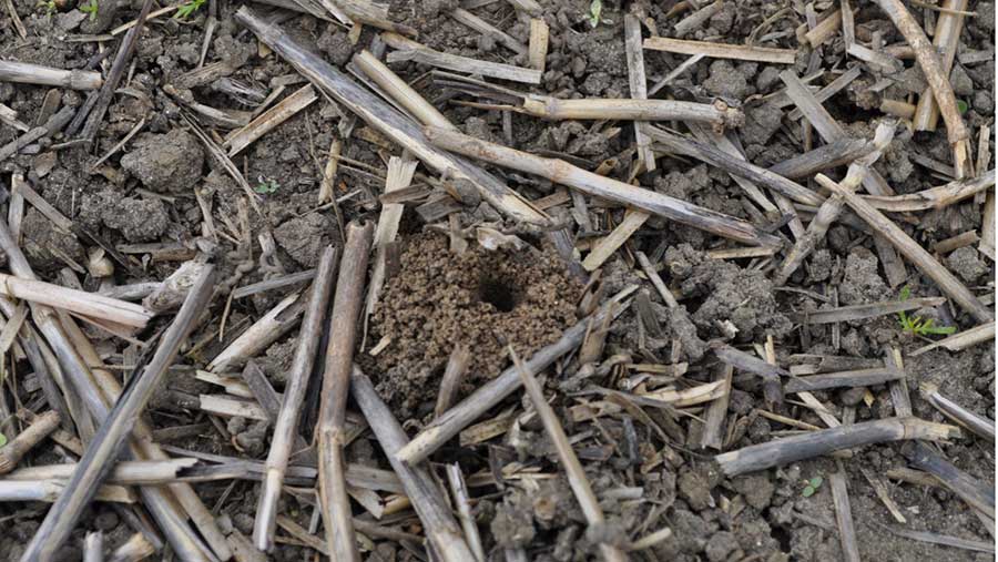 Earthworm burrow opening in soil
