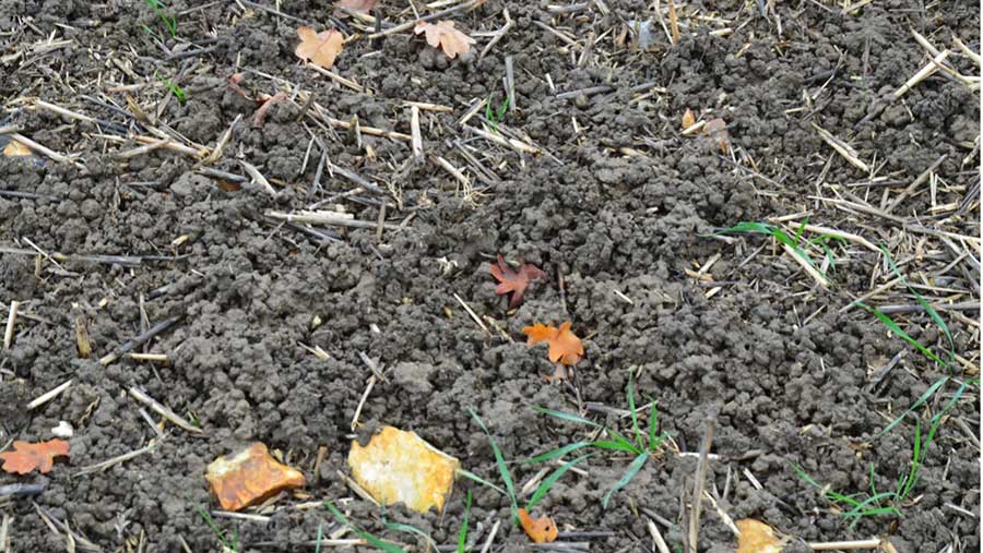 Surface of field covered with earthworm casts exhibiting a high level of activity
