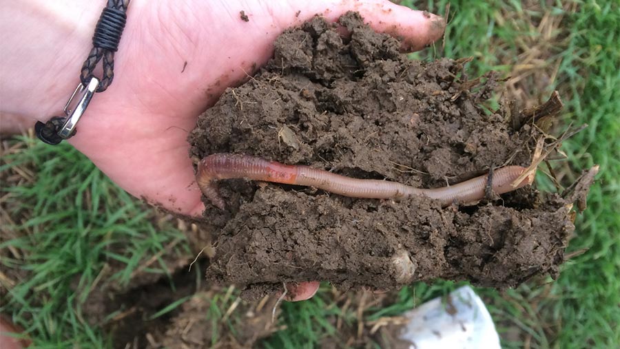worm in soil