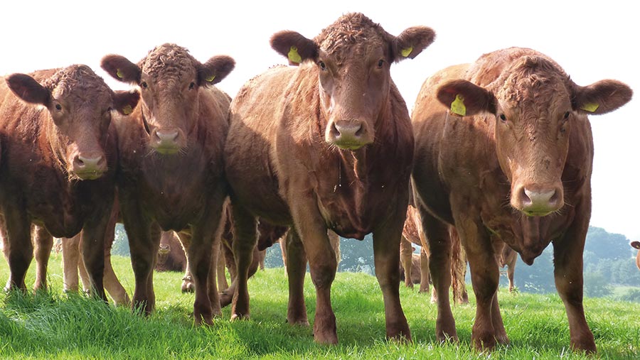 Magazine - Cattle Farming 