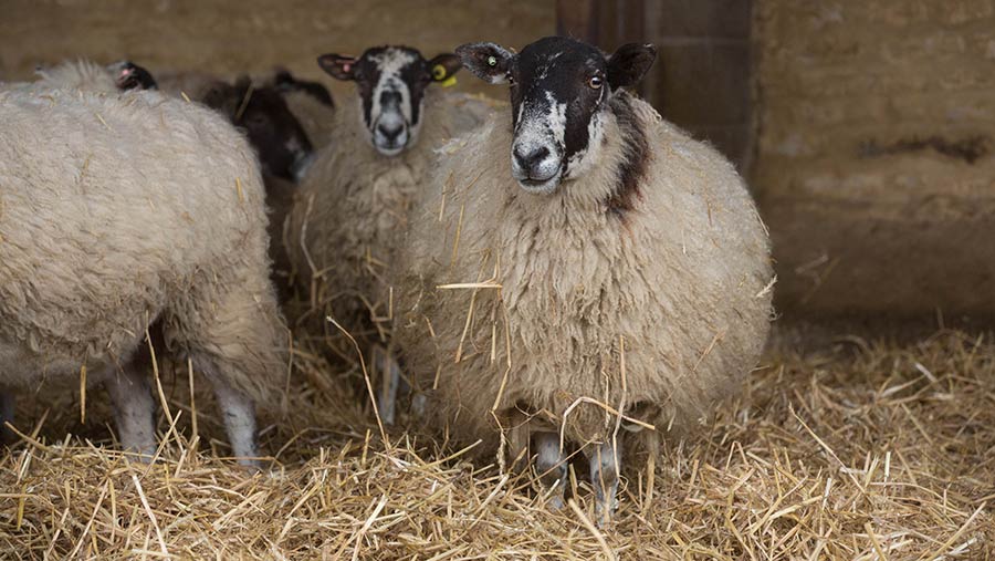 In-lambers back £30 as costs force flock cuts - Farmers Weekly