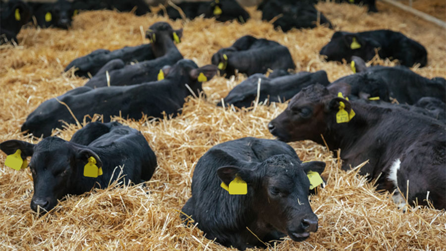 Calves laying on straw