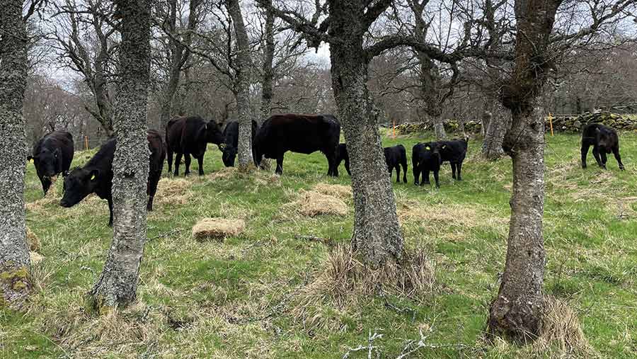 Aberdeen Angus cattle in a wooded paddock
