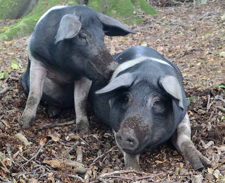 Two pigs lying on the ground