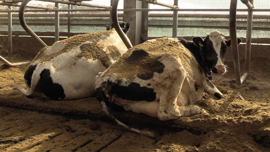 Cows laying