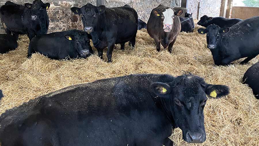 Aberdeen Angus cattle