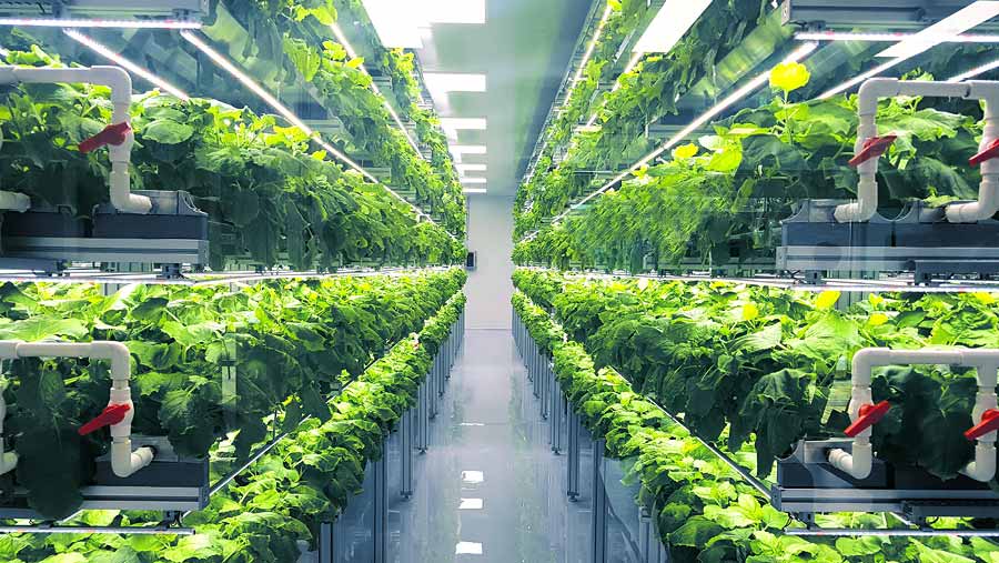 Future-proofing agriculture with vertical farming - Vimarsana News