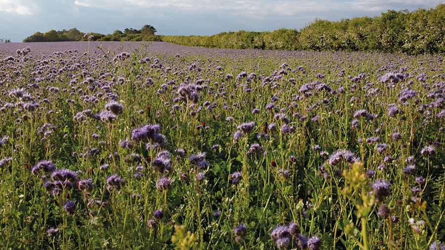 Phacelia field