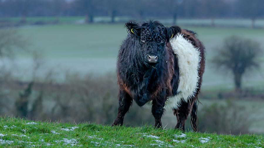 © Anne Coatsey/Adobe Stock