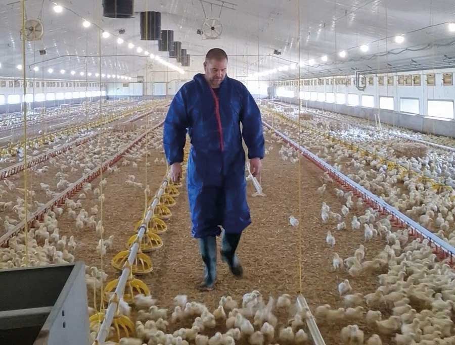 Man in protective clothing in a poultry shed