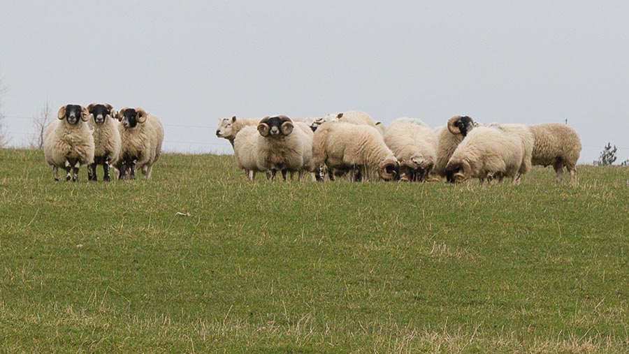 sheep with grass