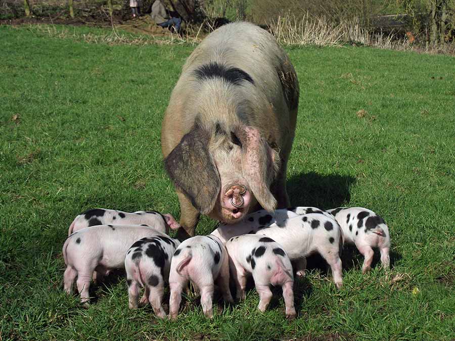 Sow with piglets