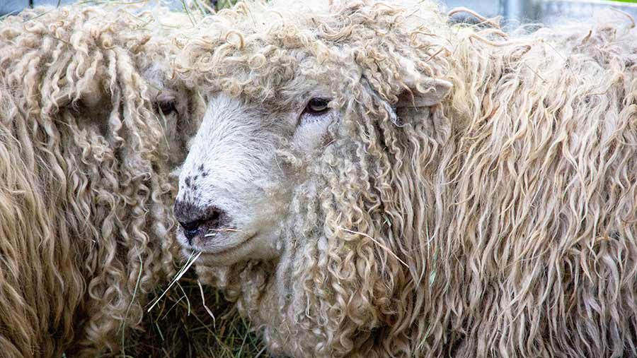 A Greyface Dartmoor © Sabine/Adobe Stock