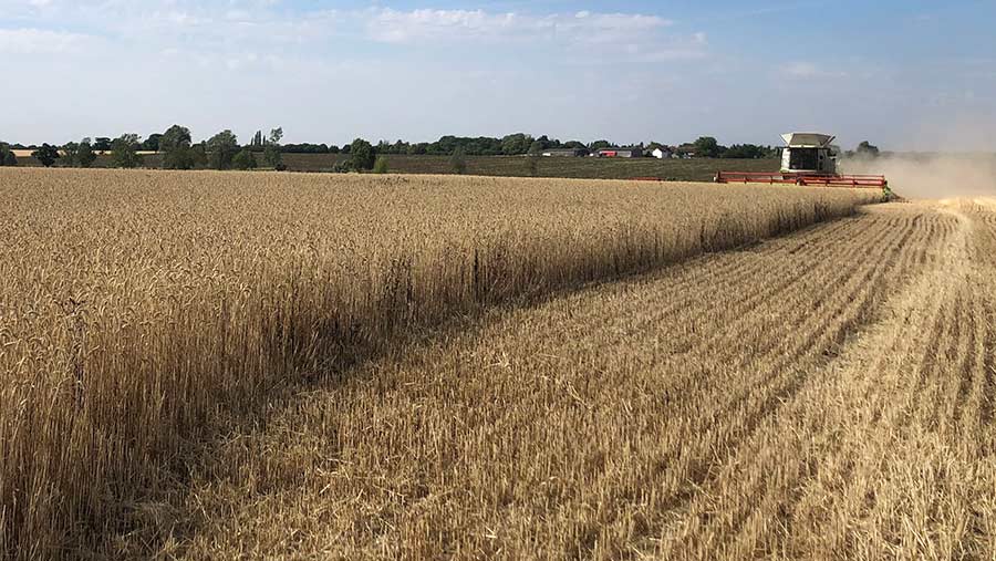 Crop being harvested