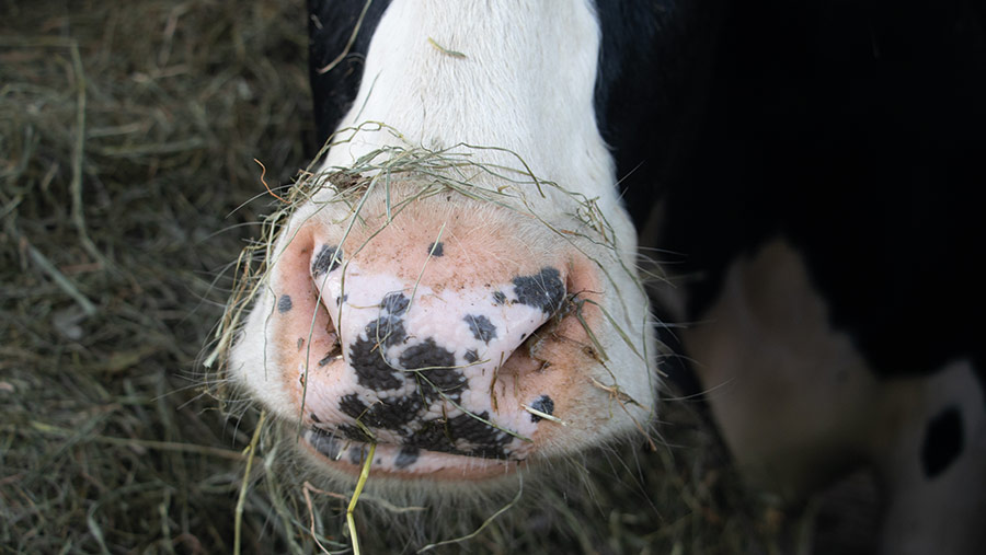 Heifer eating haylage