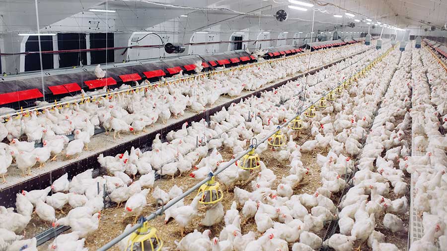 Commercial broiler shed