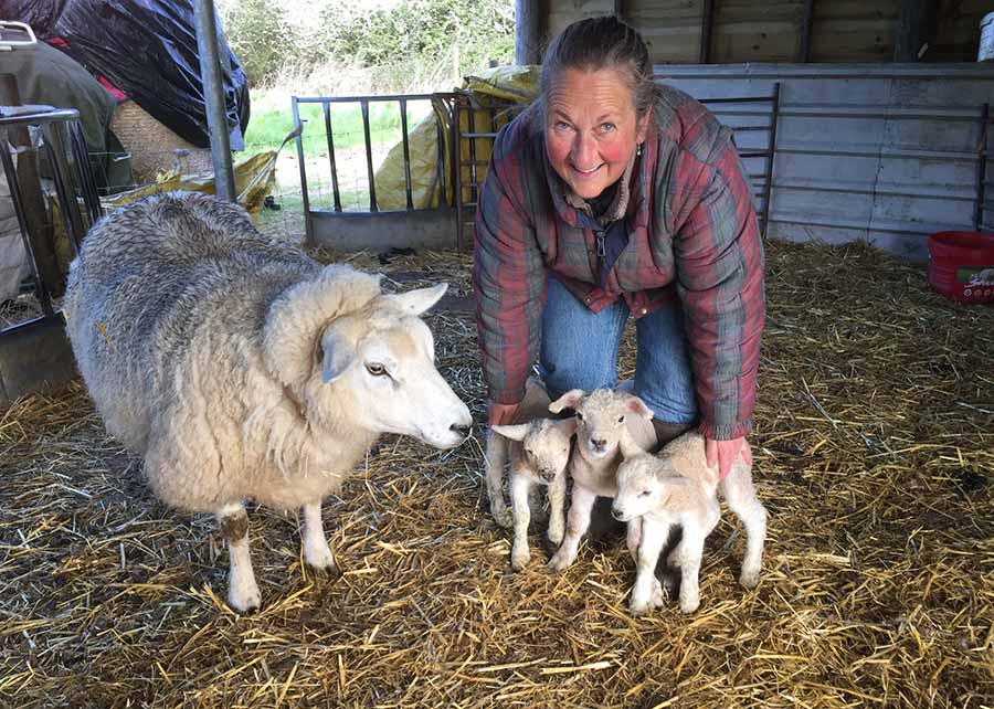 Farmer with ewe and three lambs