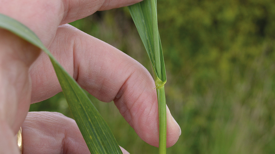 leaf three winter wheat plant emerging