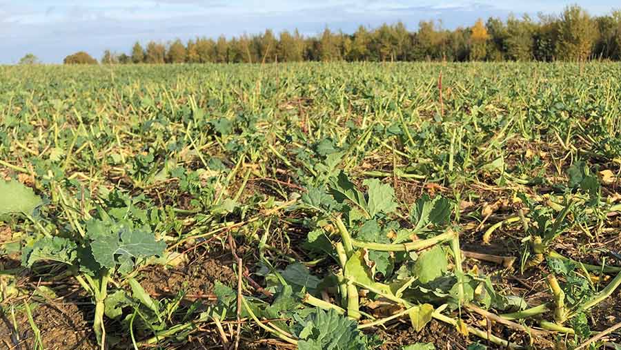 OSR after sheep grazing