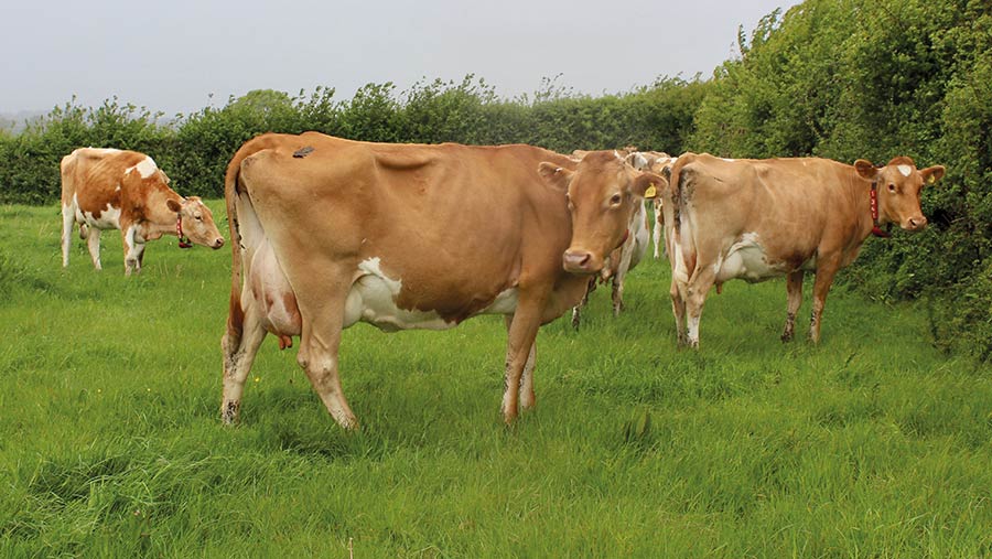 Overton Farm's cows © Lely