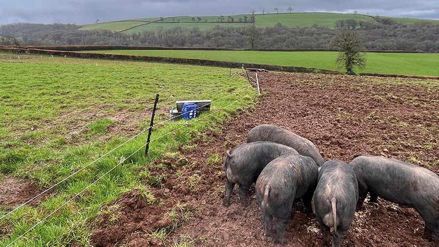 pigs in field with silage