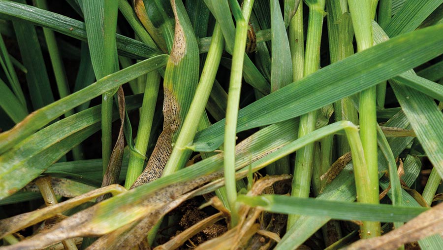 Septoria damage to wheat plants