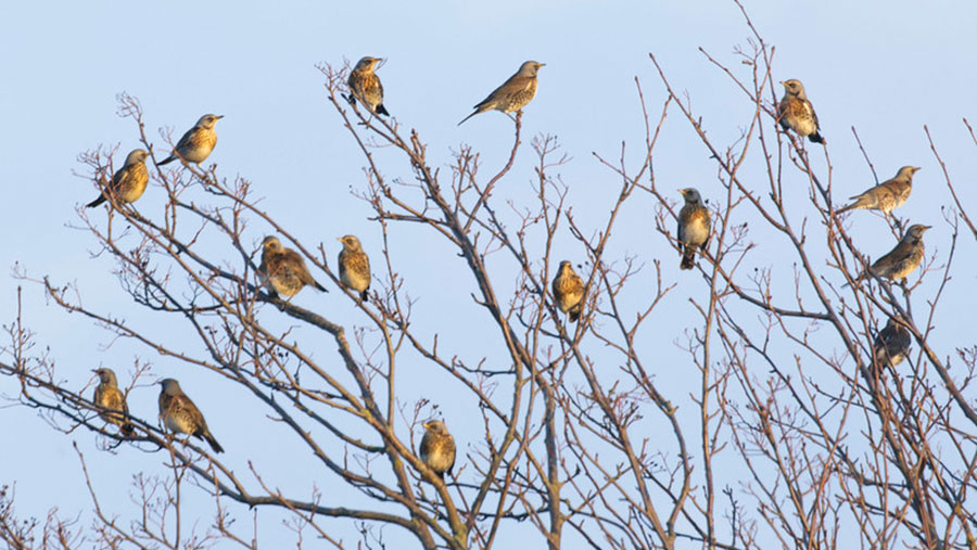 Birds in a tree