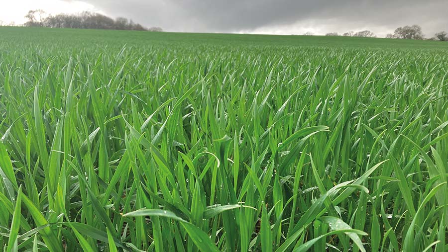 Close-up of green winter wheat field
