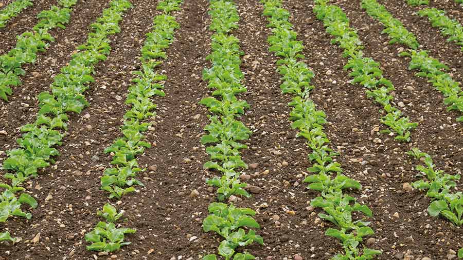 Young beet plants