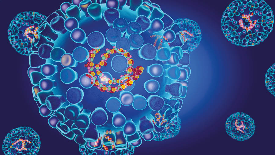 Graphic representation of bluetongue virus