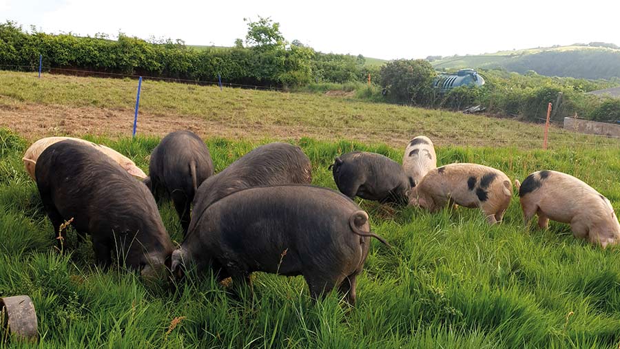 grazing pigs