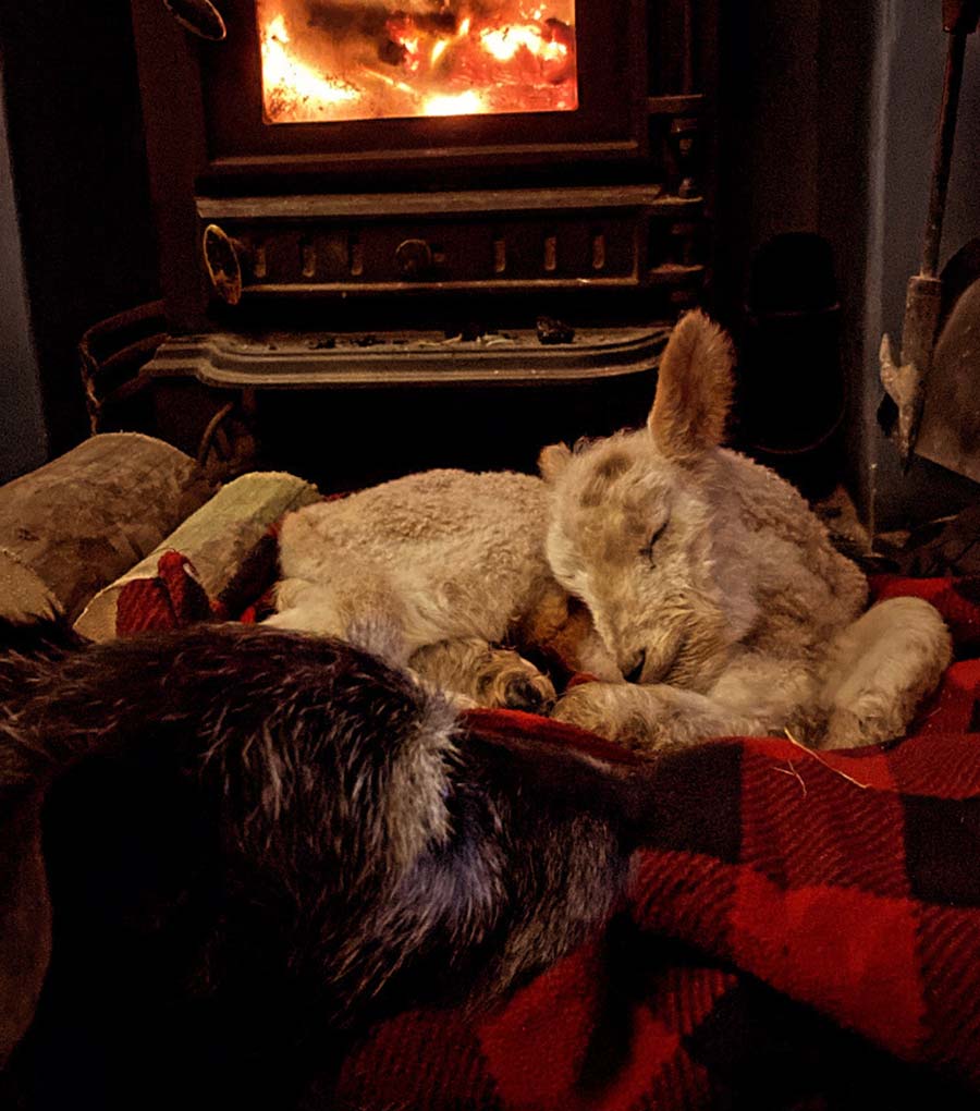 Lambs sleeping by the fire