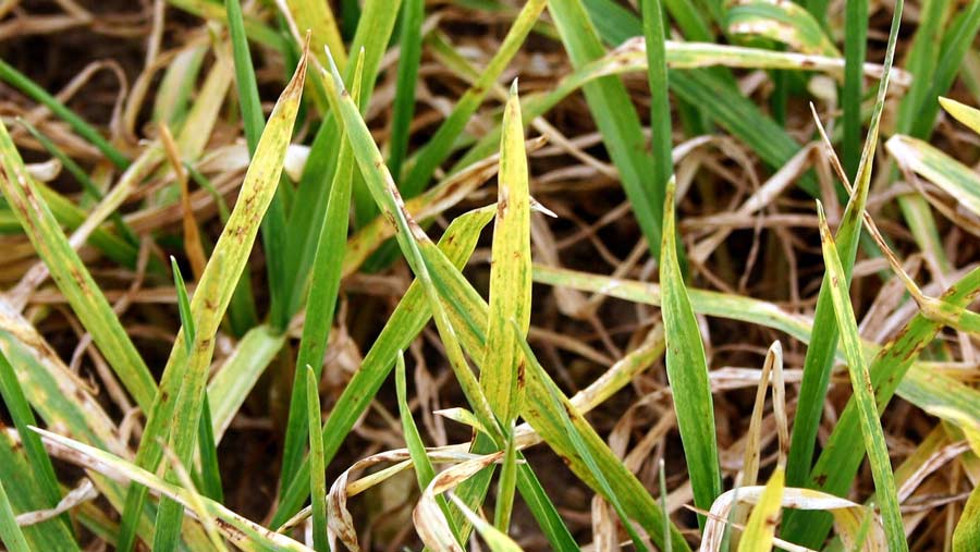 mosaic virus in barley