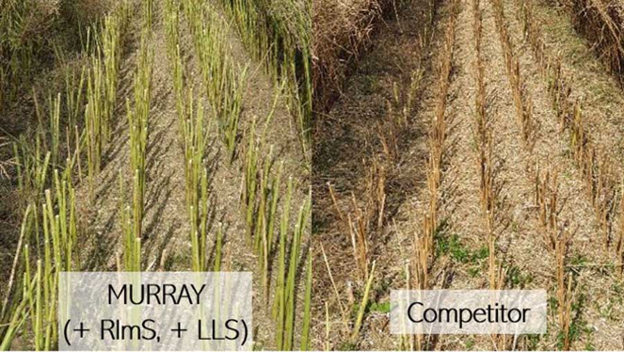 Trials work by LSPB’s parent company NPZ shows good late season stem health as seen with Murray aid the variety to maintain yield potential