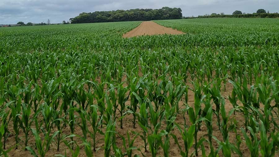 The strip of untreated maize was sabotaged by corvids in Essex © Dan Wormell