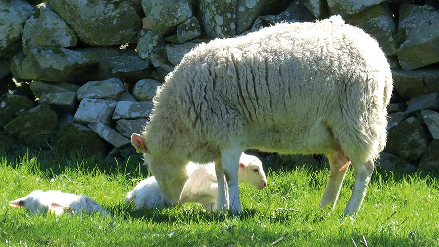 A shearling lambing her twins outdoors © MAG/Michael Priestley