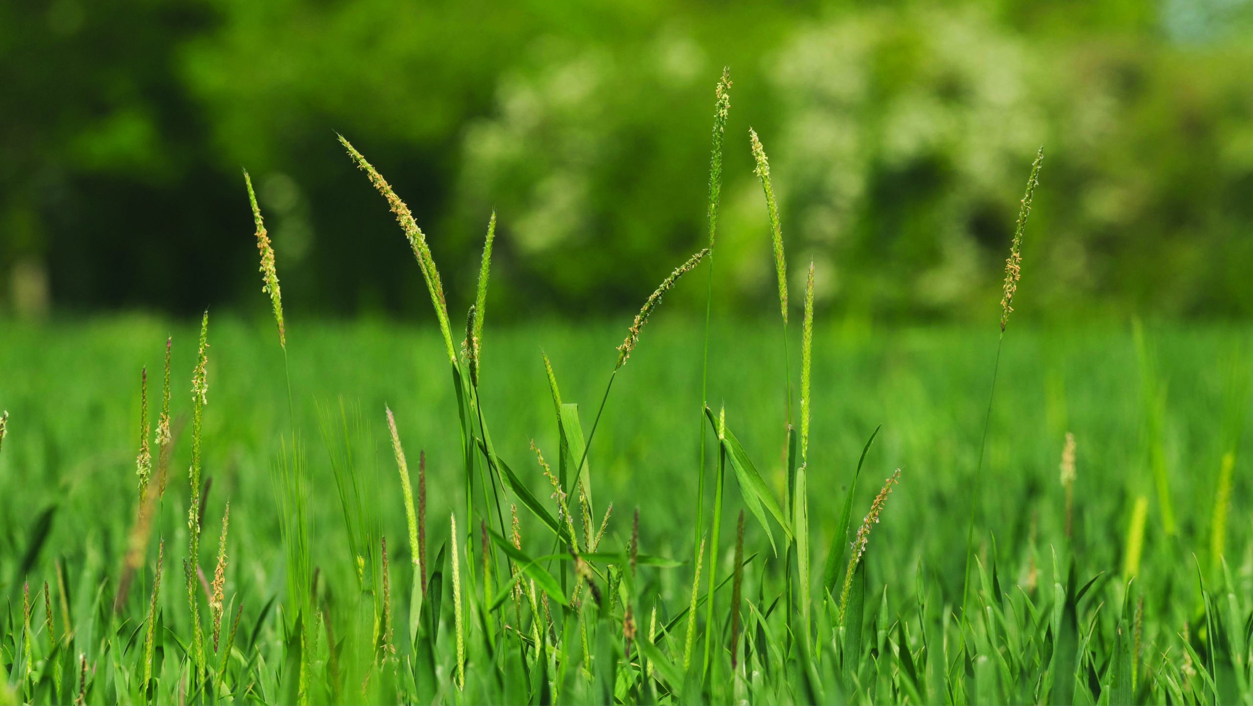 Crop Watch: High blackgrass levels and T3 spray strategies - Vimarsana News